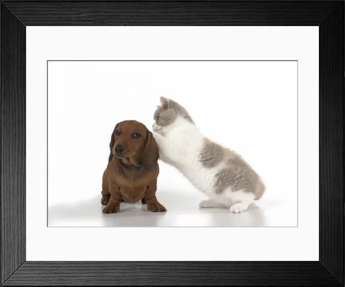 Framed Print : Picture No. 11982236