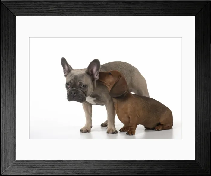 Framed Print : Picture No. 11982240 Framed Print : Picture No. 11982240
