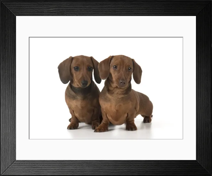 Framed Print : Picture No. 11982245