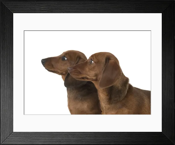Framed Print : Picture No. 11982246 Framed Print : Picture No. 11982246