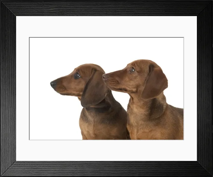Framed Print : Picture No. 11982247 Framed Print : Picture No. 11982247