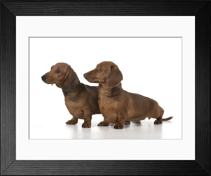 Framed Print : Picture No. 11982248 Framed Print : Picture No. 11982248