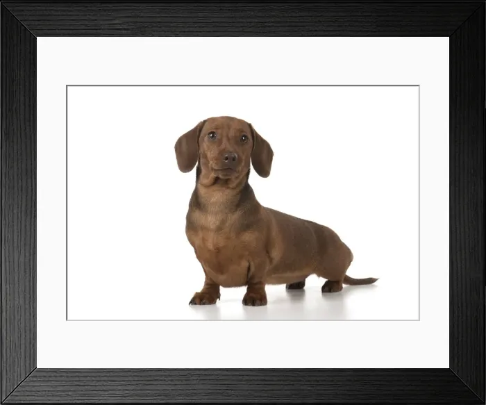 Framed Print : Picture No. 11982249 Framed Print : Picture No. 11982249