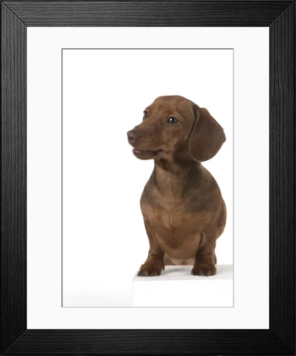 Framed Print : Picture No. 11982251
