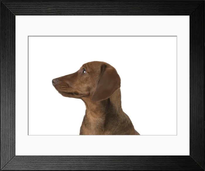 Framed Print : Picture No. 11982252 Framed Print : Picture No. 11982252