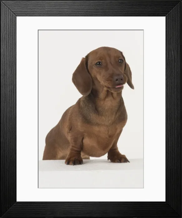Framed Print : Picture No. 11982256 Framed Print : Picture No. 11982256