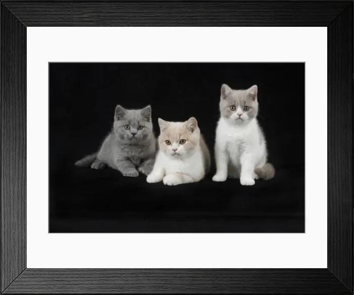Framed Print : Picture No. 11982257 Framed Print : Picture No. 11982257