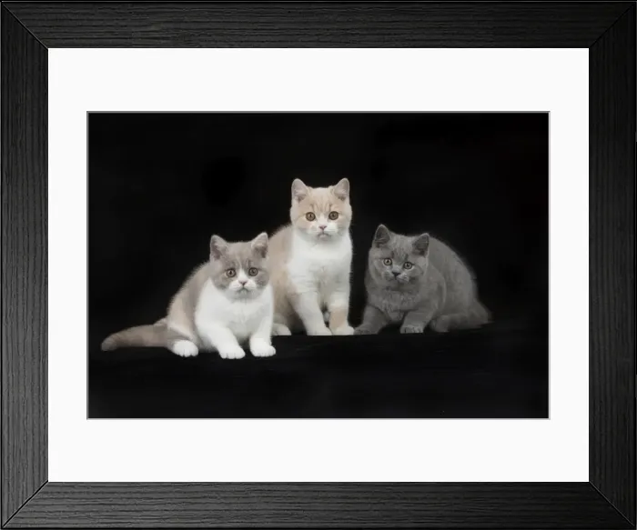 Framed Print : Picture No. 11982259 Framed Print : Picture No. 11982259