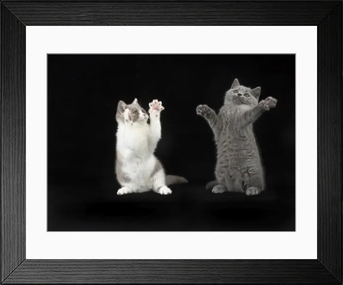 Framed Print : Picture No. 11982260 Framed Print : Picture No. 11982260