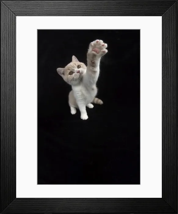 Framed Print : Picture No. 11982261