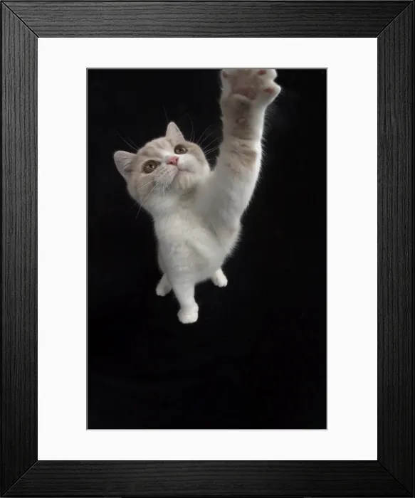 Framed Print : Picture No. 11982262 Framed Print : Picture No. 11982262