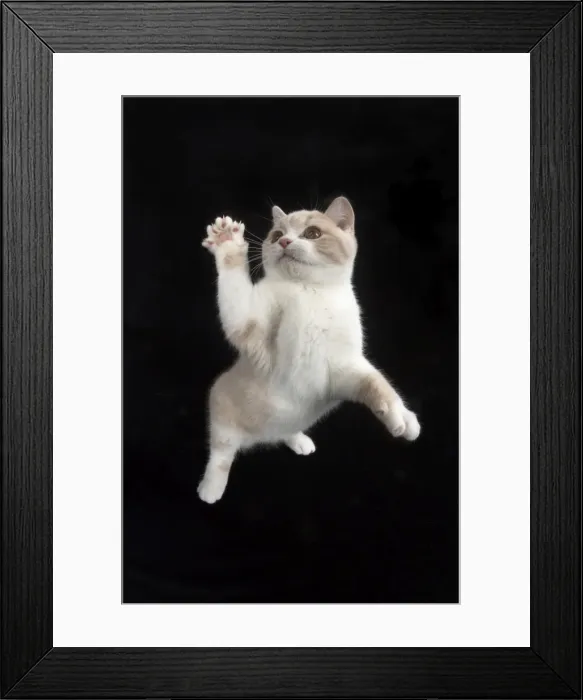 Framed Print : Picture No. 11982263 Framed Print : Picture No. 11982263