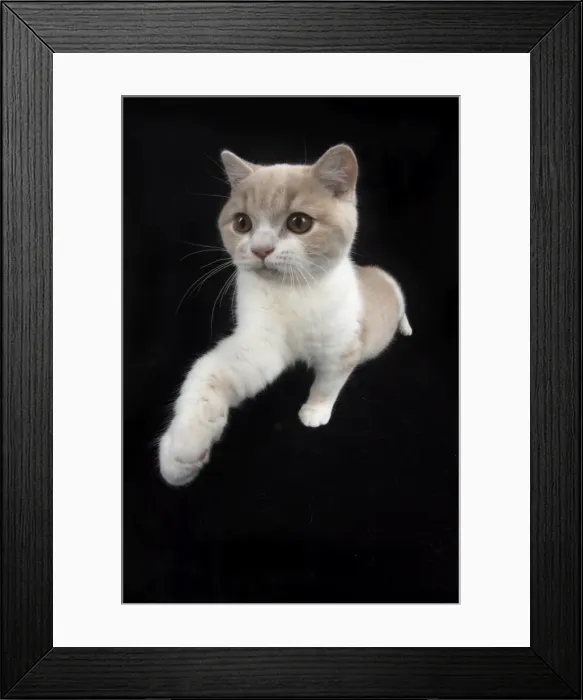Framed Print : Picture No. 11982264 Framed Print : Picture No. 11982264