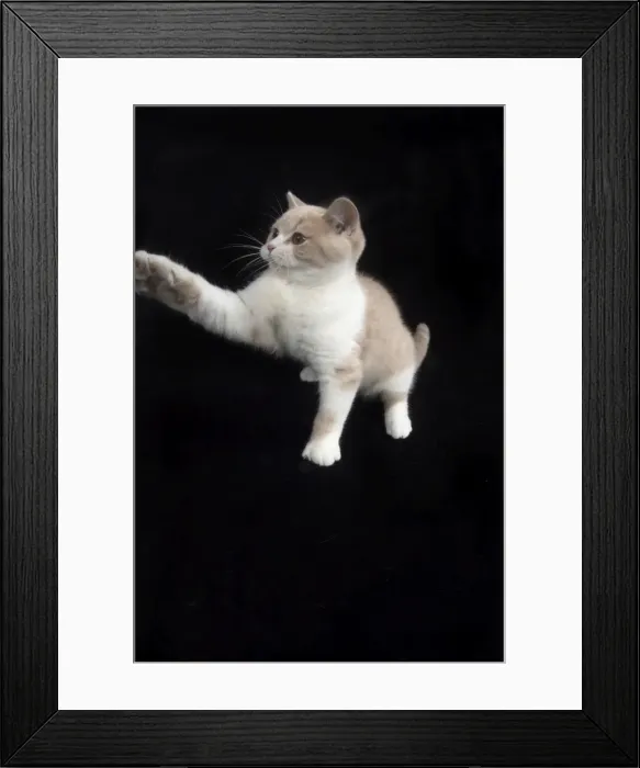 Framed Print : Picture No. 11982265 Framed Print : Picture No. 11982265