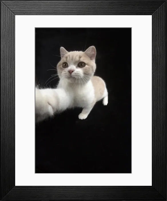 Framed Print : Picture No. 11982266 Framed Print : Picture No. 11982266