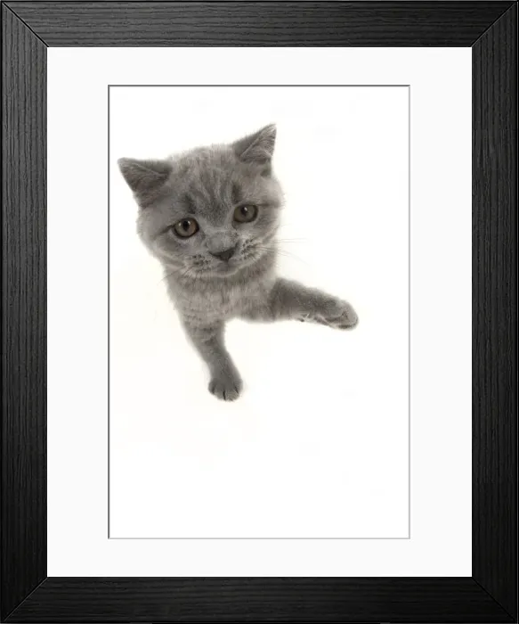 Framed Print : Picture No. 11982268 Framed Print : Picture No. 11982268
