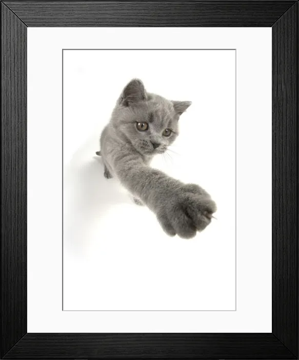 Framed Print : Picture No. 11982269 Framed Print : Picture No. 11982269
