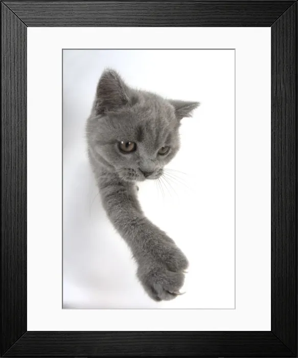 Framed Print : Picture No. 11982270 Framed Print : Picture No. 11982270