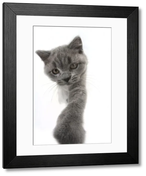 Framed Print : Picture No. 11982271 Framed Print : Picture No. 11982271