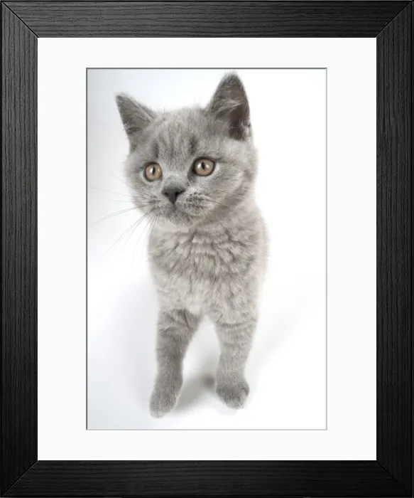 Framed Print : Picture No. 11982272 Framed Print : Picture No. 11982272
