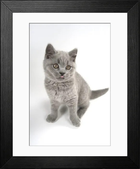 Framed Print : Picture No. 11982273 Framed Print : Picture No. 11982273
