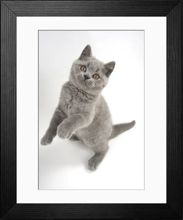 Framed Print : Picture No. 11982274 Framed Print : Picture No. 11982274