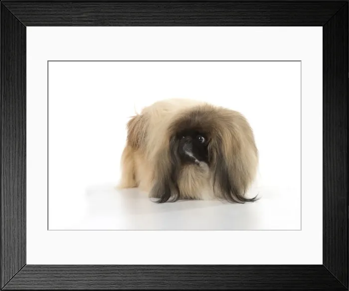 Framed Print : Picture No. 11982275 Framed Print : Picture No. 11982275