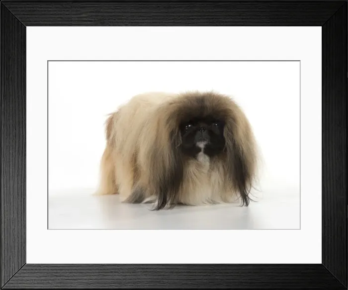 Framed Print : Picture No. 11982276 Framed Print : Picture No. 11982276