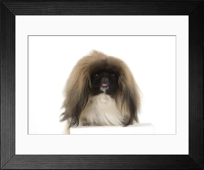 Framed Print : Picture No. 11982277 Framed Print : Picture No. 11982277