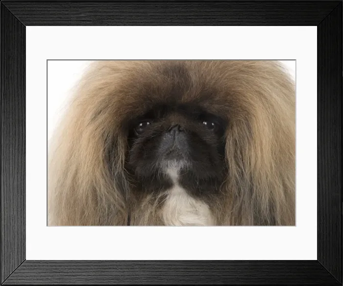 Framed Print : Picture No. 11982280 Framed Print : Picture No. 11982280
