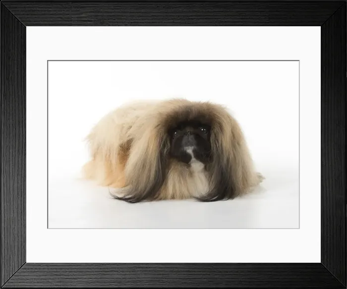 Framed Print : Picture No. 11982281