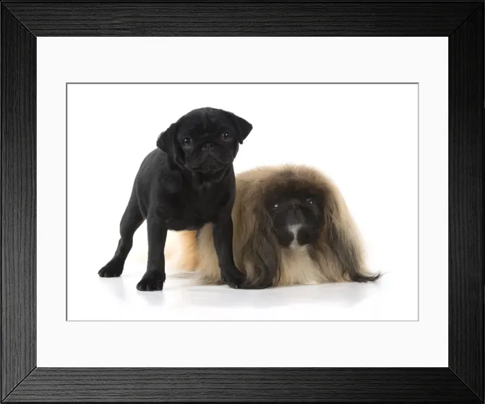 Framed Print : Picture No. 11982282 Framed Print : Picture No. 11982282