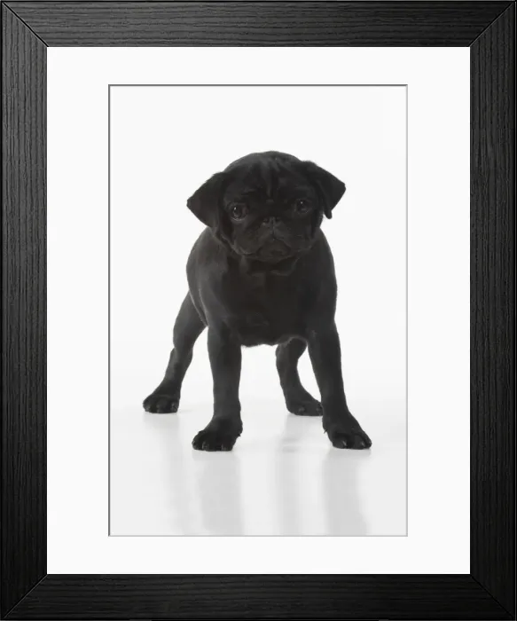 Framed Print : Picture No. 11982283