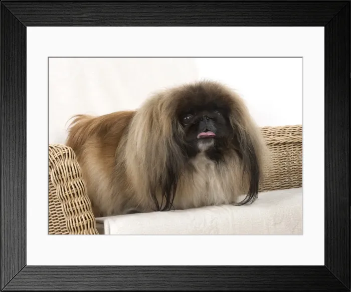 Framed Print : Picture No. 11982284 Framed Print : Picture No. 11982284