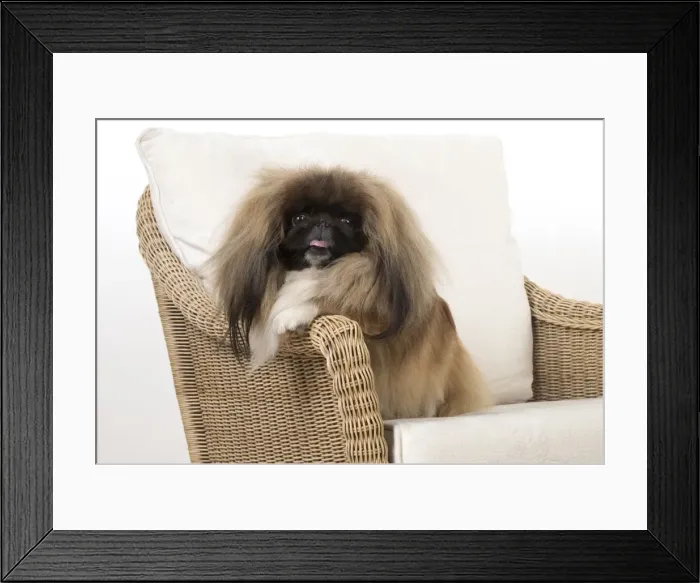Framed Print : Picture No. 11982285 Framed Print : Picture No. 11982285
