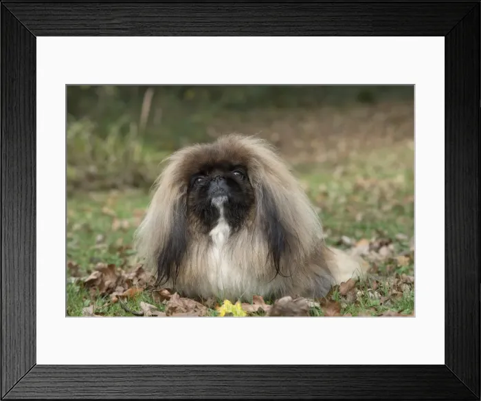 Framed Print : Picture No. 11982286 Framed Print : Picture No. 11982286