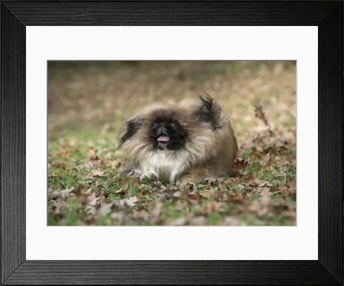 Framed Print : Picture No. 11982287 Framed Print : Picture No. 11982287
