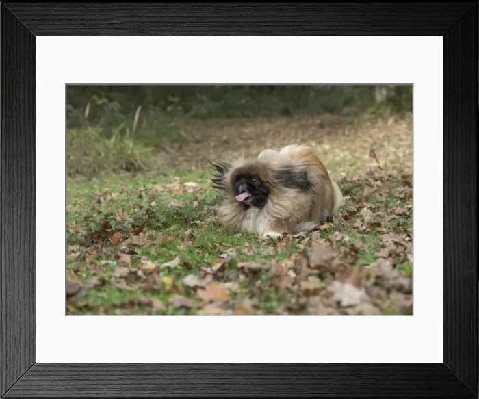 Framed Print : Picture No. 11982288 Framed Print : Picture No. 11982288