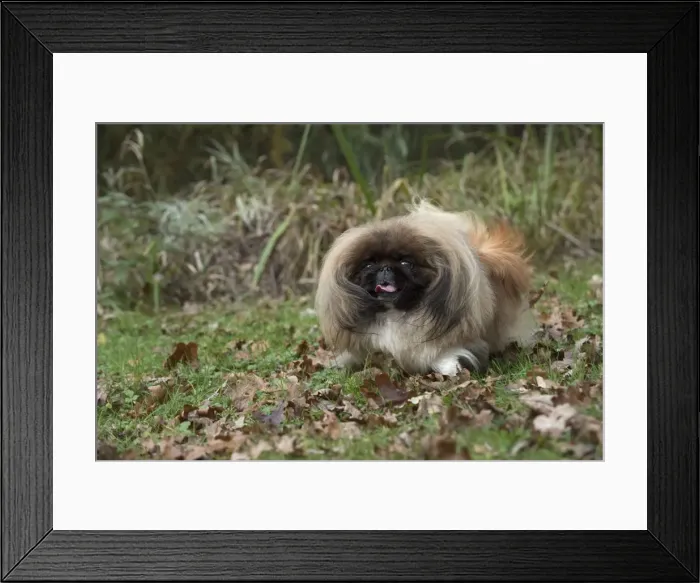 Framed Print : Picture No. 11982289 Framed Print : Picture No. 11982289