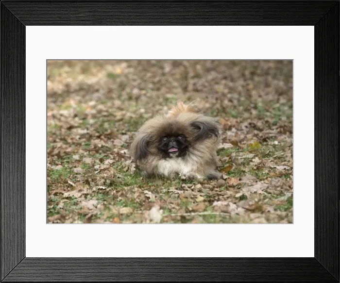 Framed Print : Picture No. 11982290 Framed Print : Picture No. 11982290