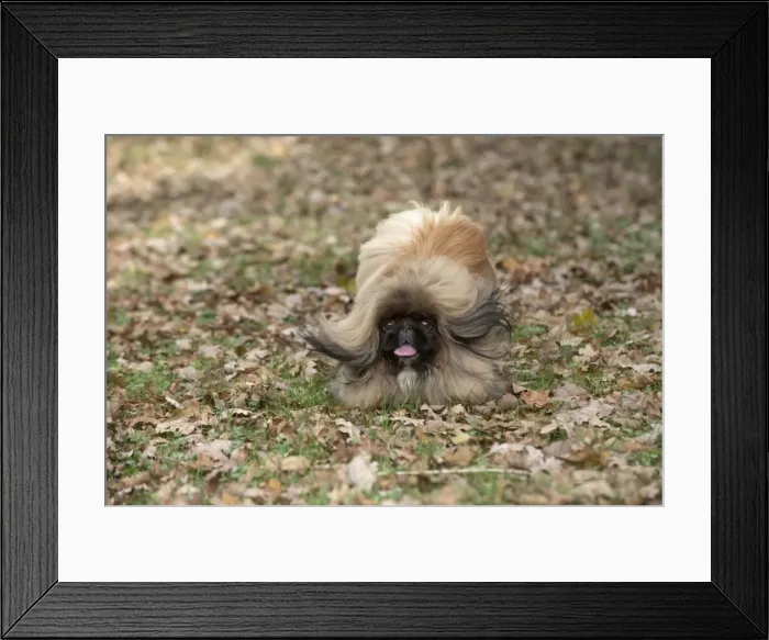 Framed Print : Picture No. 11982291 Framed Print : Picture No. 11982291