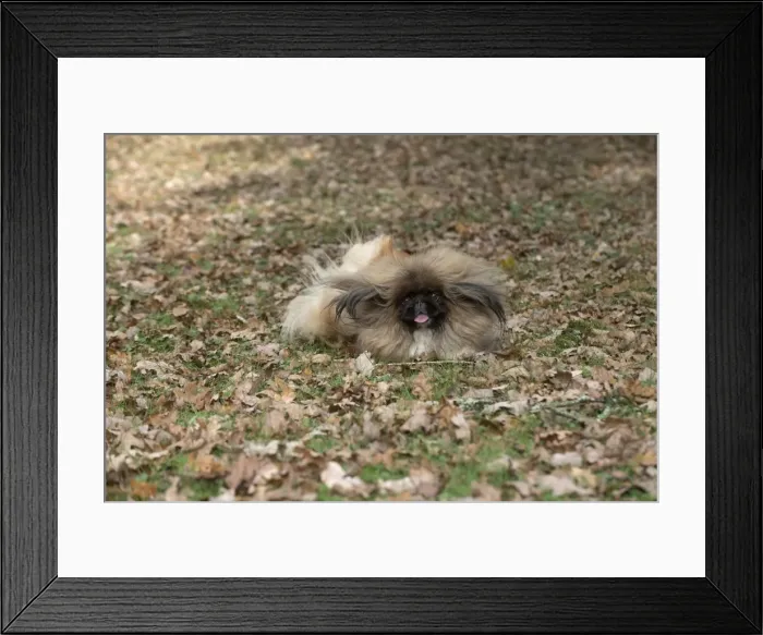 Framed Print : Picture No. 11982292 Framed Print : Picture No. 11982292