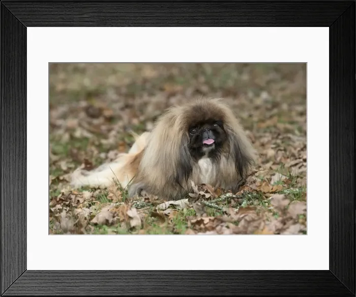 Framed Print : Picture No. 11982293 Framed Print : Picture No. 11982293