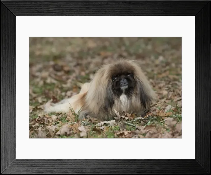 Framed Print : Picture No. 11982294 Framed Print : Picture No. 11982294