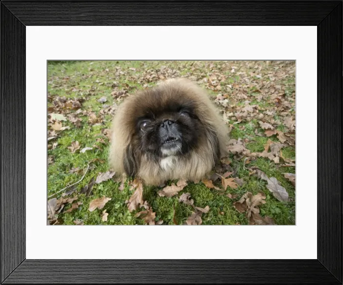 Framed Print : Picture No. 11982296 Framed Print : Picture No. 11982296