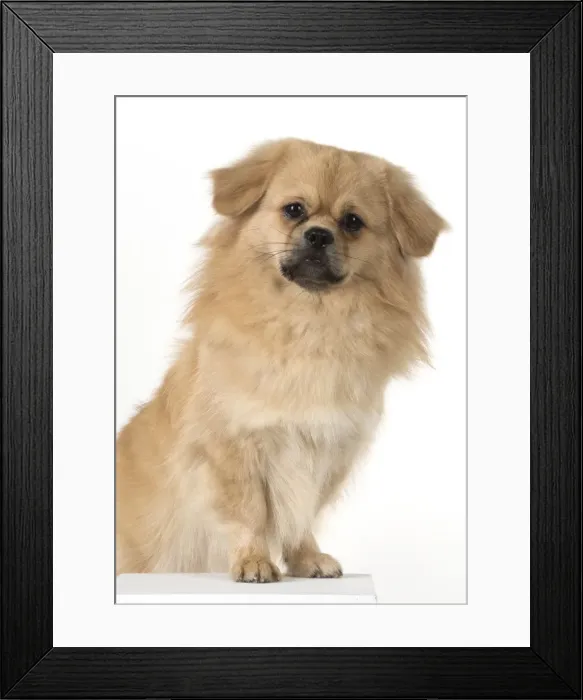Framed Print : Picture No. 11982297 Framed Print : Picture No. 11982297