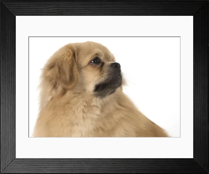 Framed Print : Picture No. 11982298