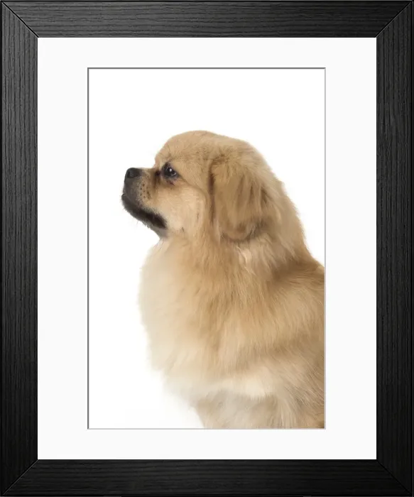 Framed Print : Picture No. 11982299 Framed Print : Picture No. 11982299