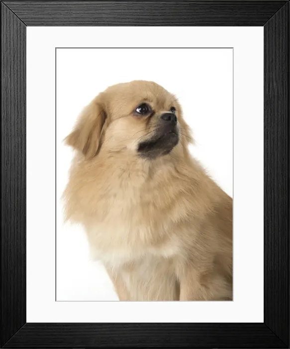 Framed Print : Picture No. 11982300 Framed Print : Picture No. 11982300