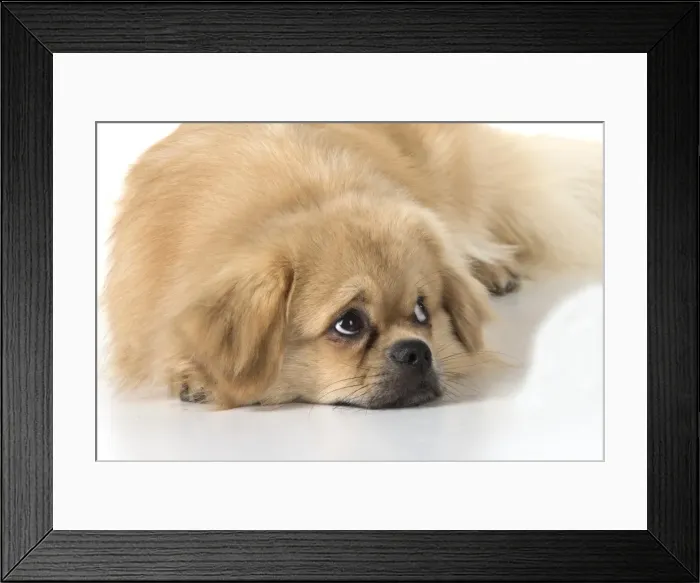 Framed Print : Picture No. 11982301 Framed Print : Picture No. 11982301